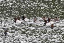 F17Canvasbacks&RedheadDuck4618.jpg