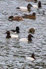 F18CanvasbacksRingNeckedAmericanWigeons4644.jpg
