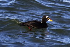 G19SurfScoterDrake0717.jpg