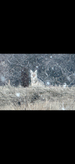 IMG_0250.png