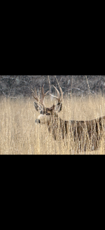 IMG_0252.png