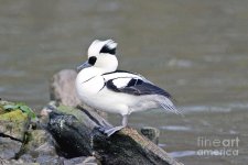 2-male-smew-duck-john-devriesscience-photo-library.jpg