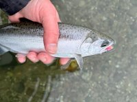 IMG_7016.jpeg