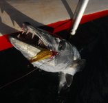 Barracuda2.jpg Barracuda2.jpg