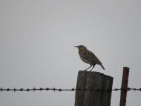 IMG_1511.JPG