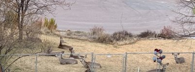 Neigborhood mulies - 1.jpeg