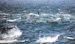 Tuna-hatch.jpg