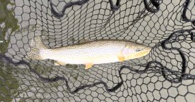 IMG_0152.jpeg