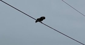 IMG_0911.jpeg