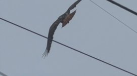 IMG_0928.jpeg
