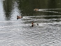IMG_8751.jpeg