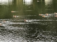 IMG_8750.jpeg