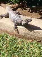 IMG_0489.jpeg