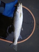 IMG_0950.jpeg