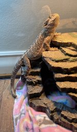 beardie.jpg