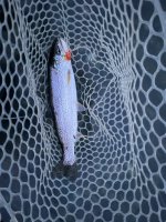 IMG_0933.jpeg