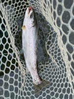 IMG_0935.jpeg