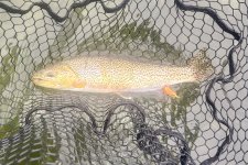 IMG_0156.jpeg