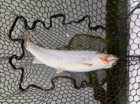 IMG_0154.jpeg