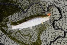 IMG_0153.jpeg