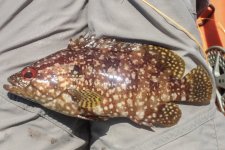 Mystery fish.jpg Mystery fish.jpg