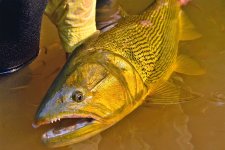 1GoldenDorado.jpg