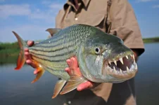 17African-Tigerfish.webp