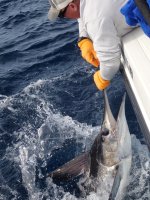 9StripedMarlin2.jpg