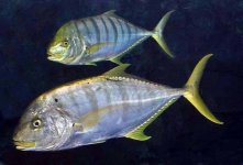 24 Golden Trevally2.jpg