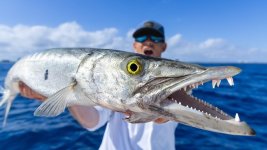 8 barracuda.jpg