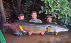 25 arapaima2.jpg