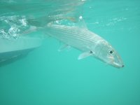 IMG_1387.jpeg