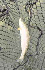 IMG_0217.jpeg