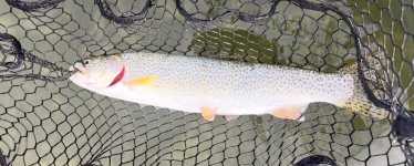 IMG_0216.jpeg