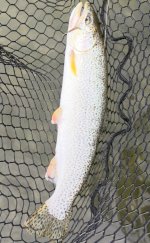 IMG_0215.jpeg