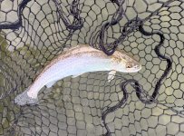 IMG_0214.jpeg