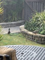 IMG_5152.jpeg