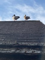 IMG_5155.jpeg