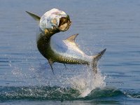 2 Tarpon Jumping.jpg