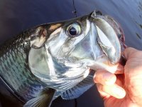 2 Tarpon.jpg