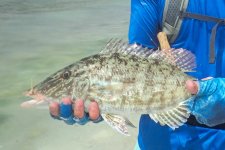31 Sweetlips Emperor.jpg