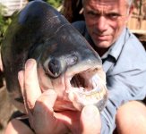 18 Pacu2.jpg