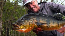 7 peacock bass.jpg