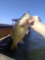Fork LMB.jpg