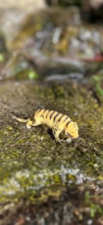 IMG_3583.jpeg