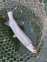 IMG_1068.jpeg