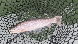IMG_5930.jpeg