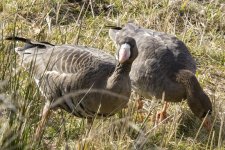 A01WhiteFrontedGeeseFeeding1148.jpg A01WhiteFrontedGeeseFeeding1148.jpg