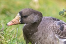 A02WhiteFrontedGooseFeeding4705.jpg A02WhiteFrontedGooseFeeding4705.jpg
