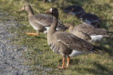 A03WhiteFrontedGooseAdult0327.jpg